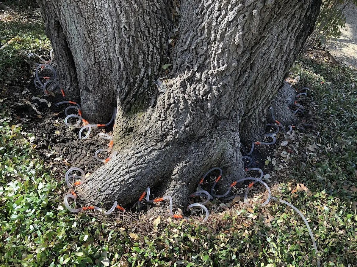 Detailed Tree Cabling and Bracing job site in Maryknoll