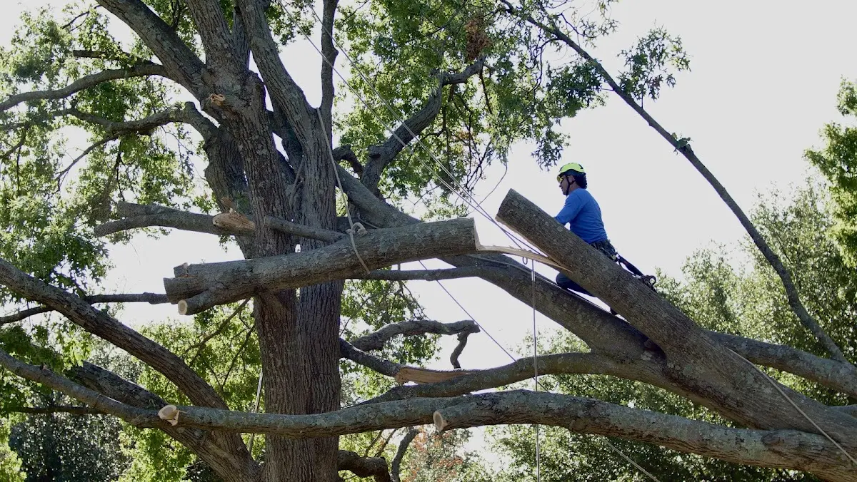 Professional Hazardous Tree Removal performed by certified arborists in Maryknoll